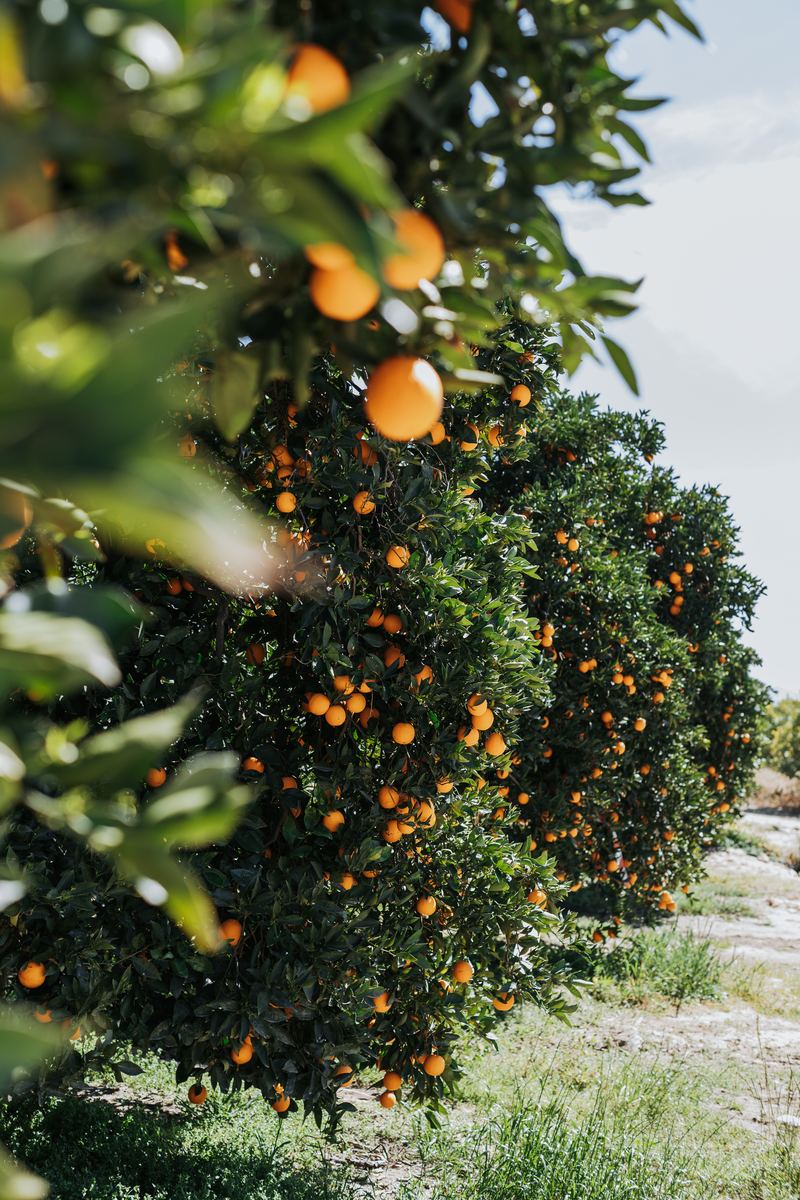 A row of orange trees in full fruit on the ALG Estates lands, late afternoon sun through the leaves, the valley floor beyond.