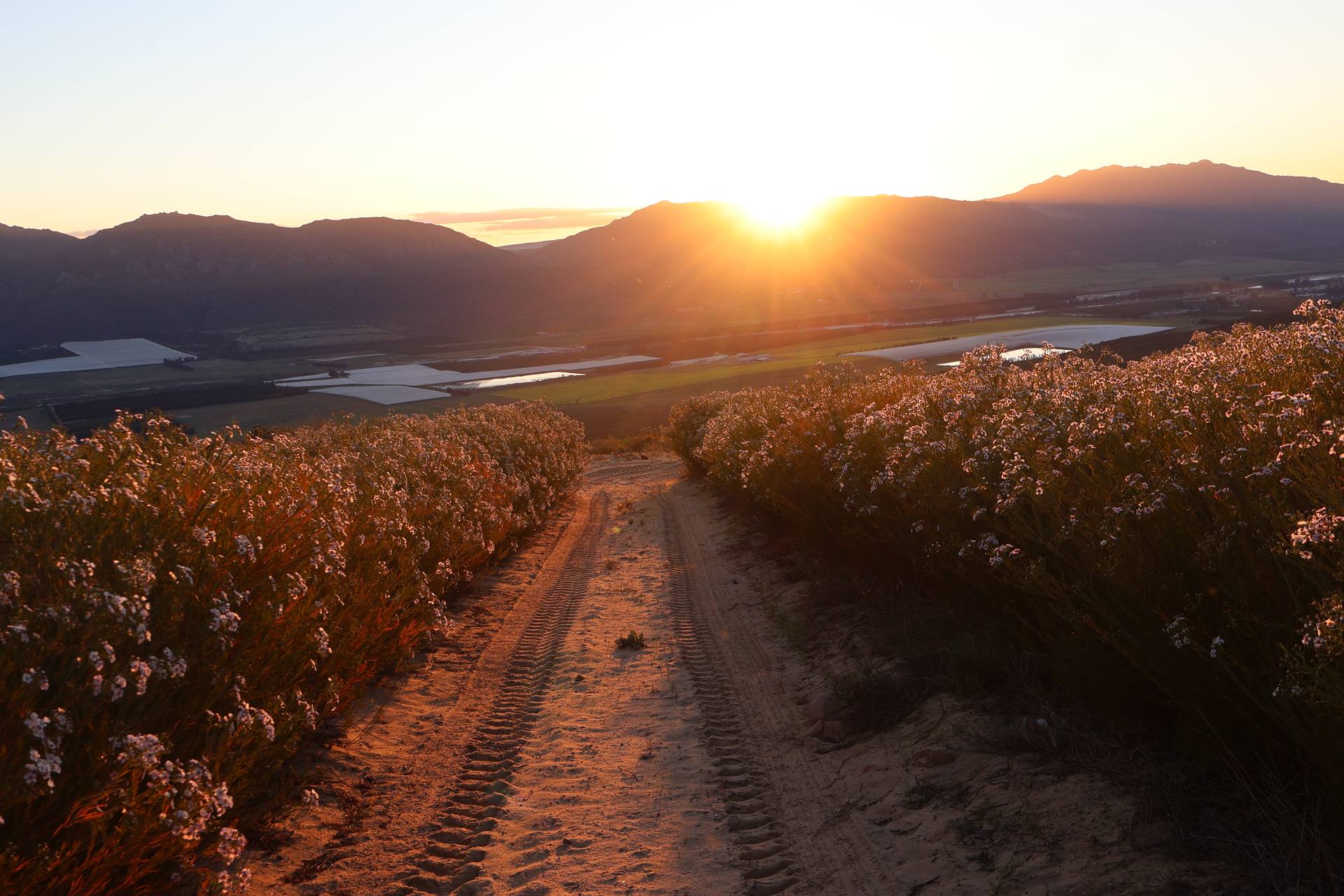 Sunset down a farm track through flowering fynbos above the Olifants River valley, Citrusdal