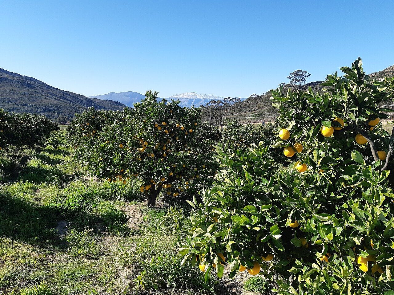 Oranges growing on the Piekenierskloof pass above Citrusdal