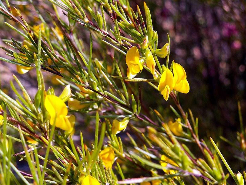 A rooibos plant, Aspalathus linearis, with small yellow flowers.