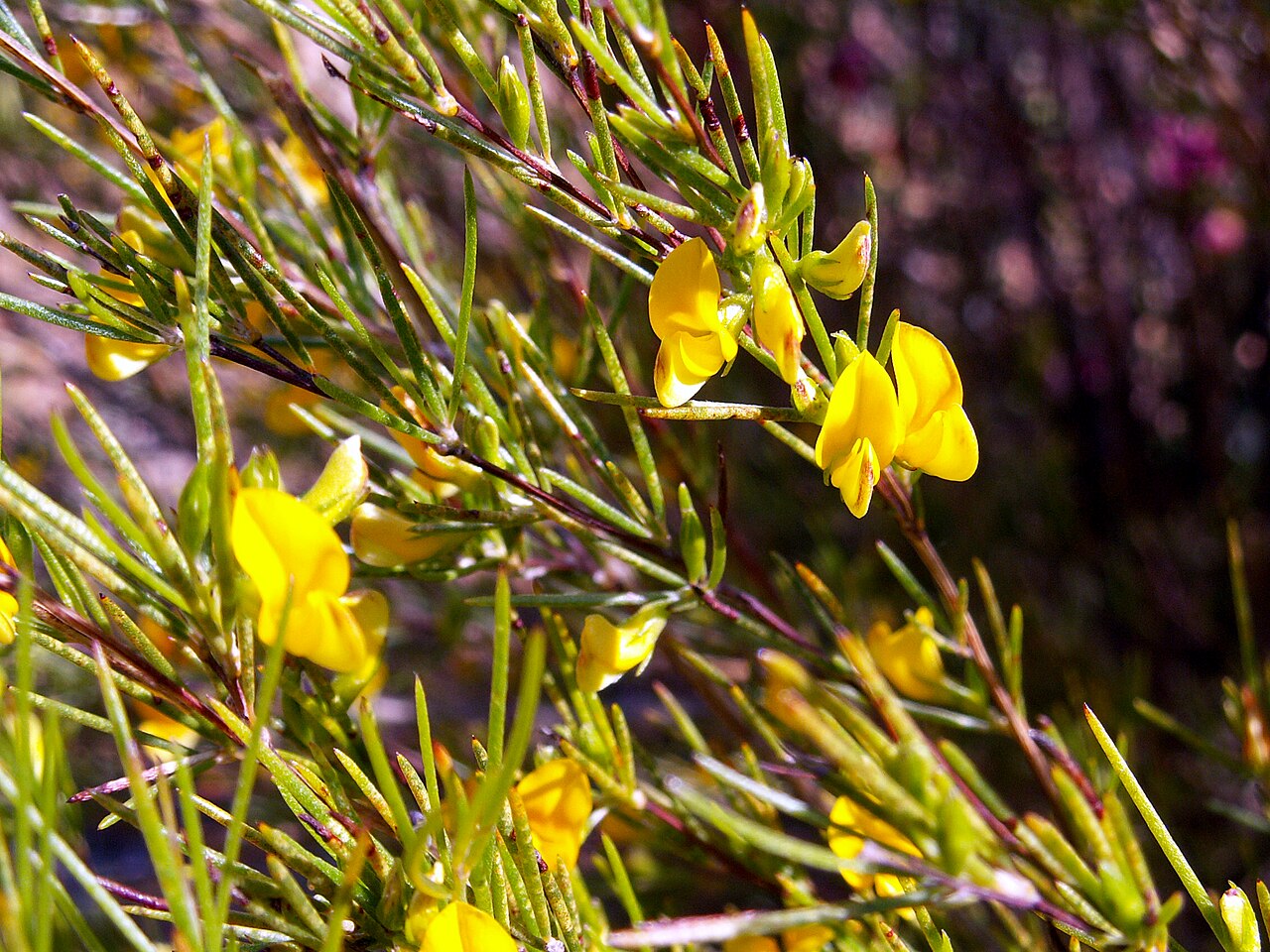 Rooibos plant in flower — needle foliage and yellow blossoms — in the Cederberg near Citrusdal