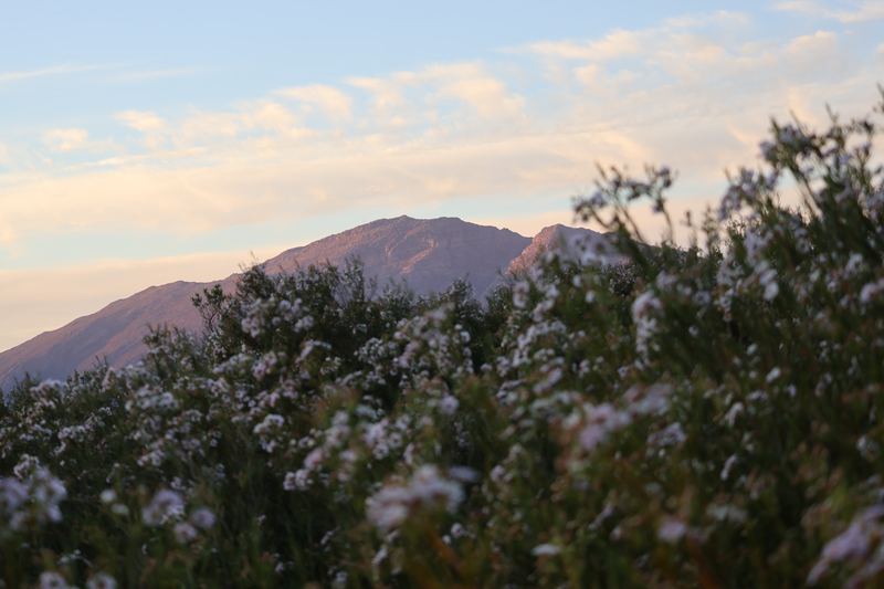 White fynbos flowering on a mountainside in spring