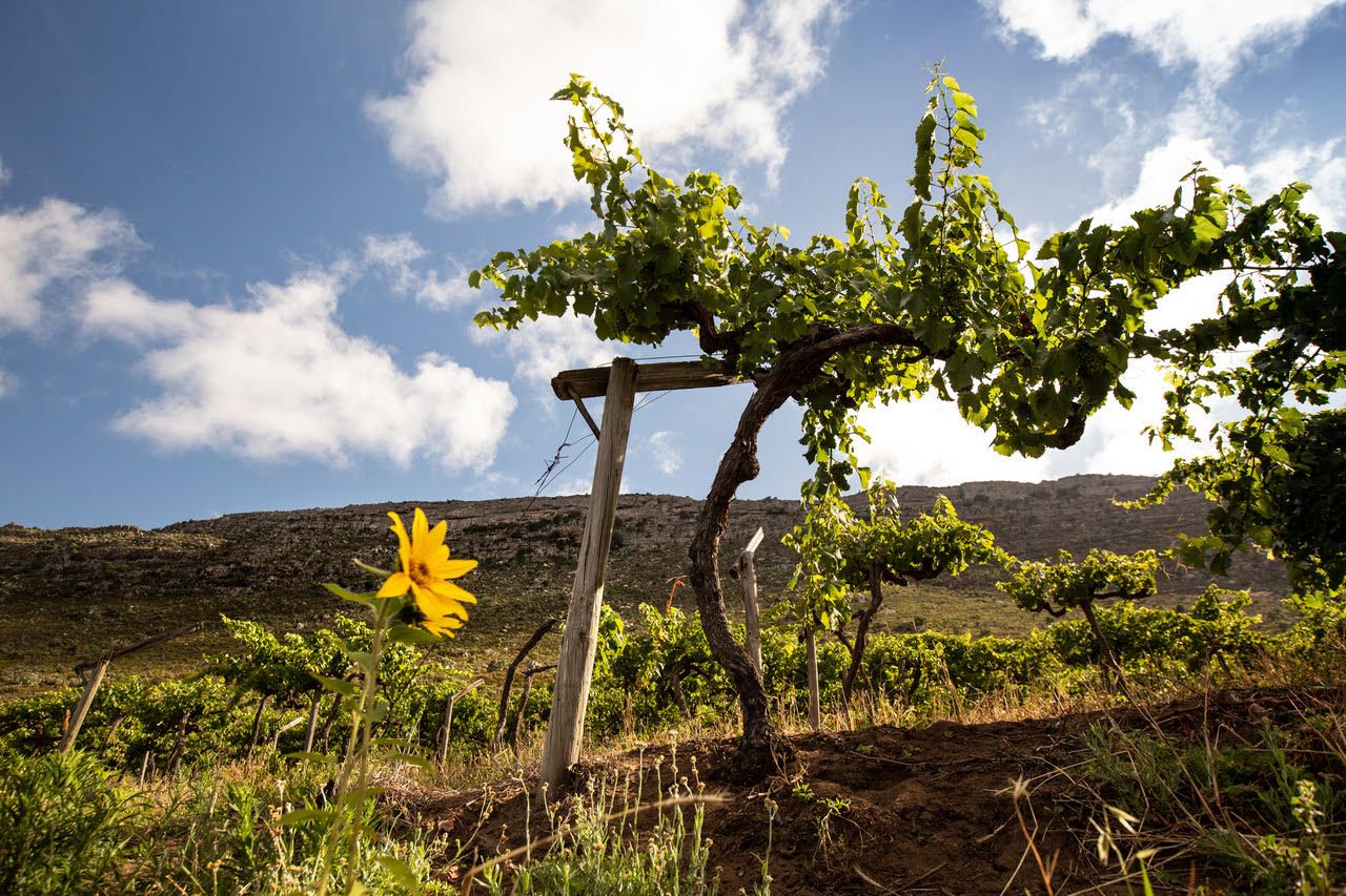 A single gnarled old bush vine on its stake at Tierhoek, with a yellow daisy beside it and the Piekenierskloof escarpment behind