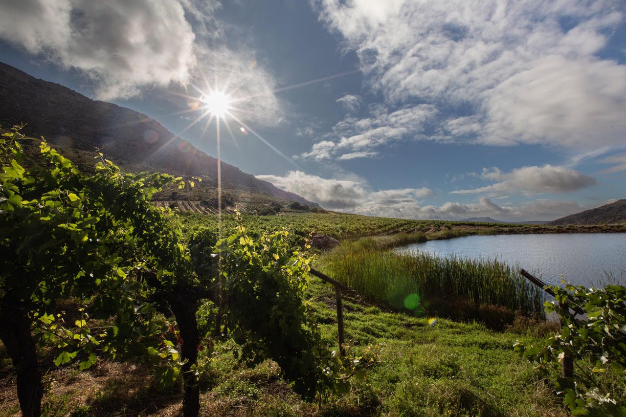 Vines in the foreground at Tierhoek, the farm dam and the mountain slope behind, with the sun over the ridge
