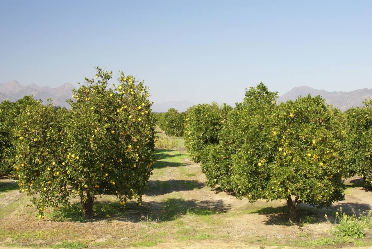 Citrus orchards on the Citrusdal valley floor below the Cederberg