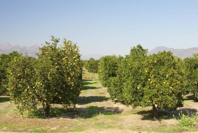 Rows of citrus orchards on the valley floor below the Cederberg mountains.