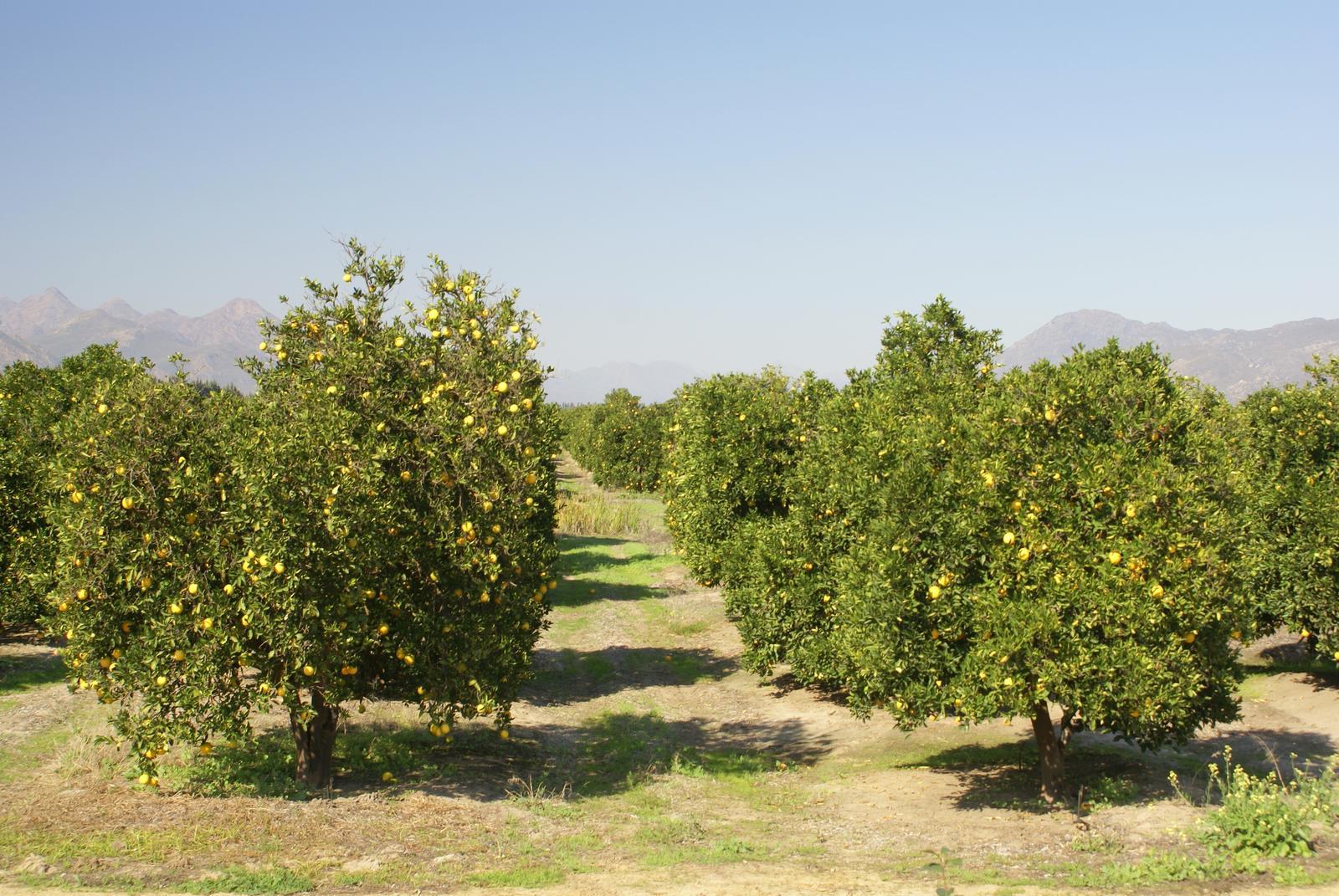 Citrus orchards below the Cederberg mountains, Citrusdal