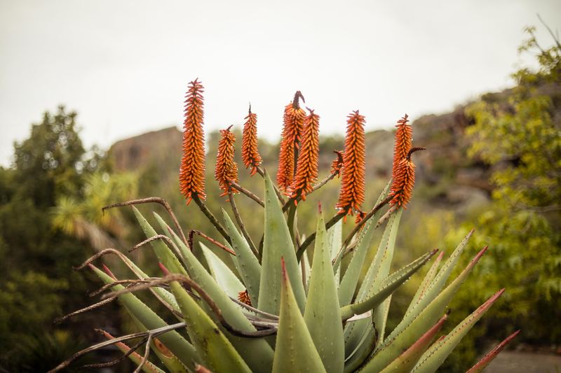 An aloe in flower on the reserve, orange spikes against the bush.