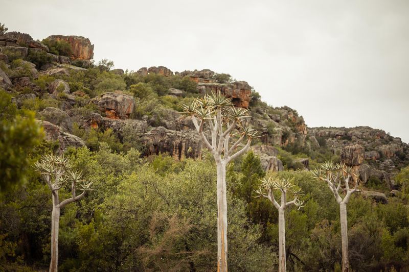 Quiver trees on a sandstone slope on the reserve.