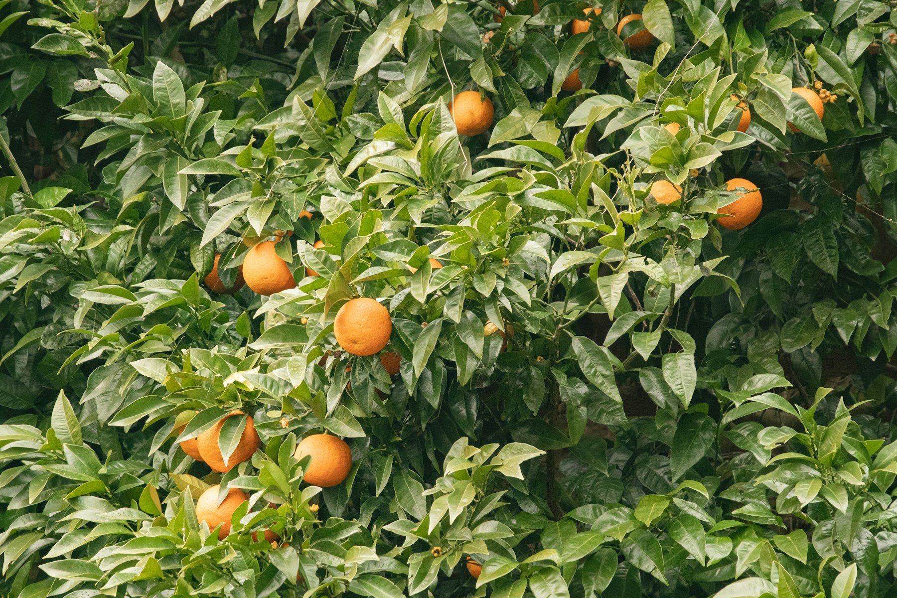 Citrus groves