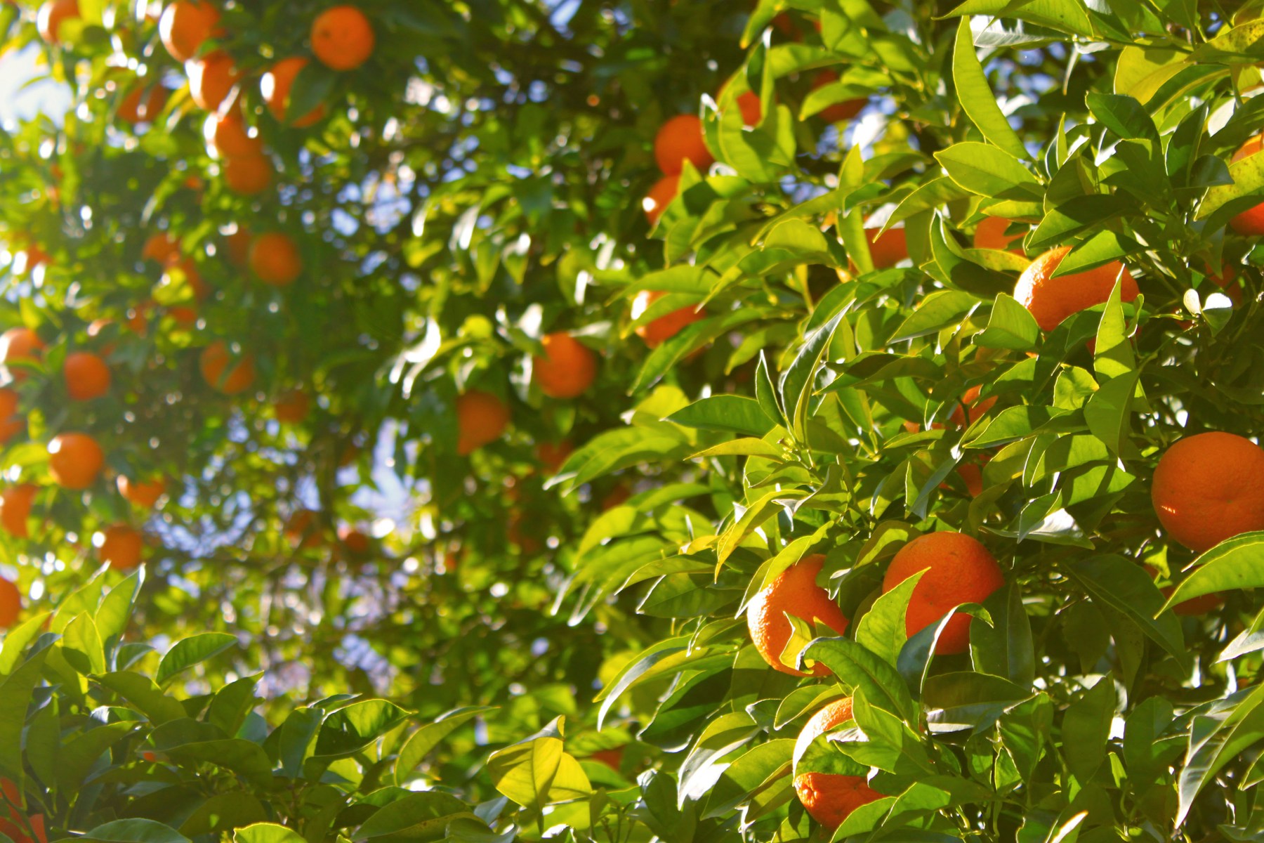 Citrus tree