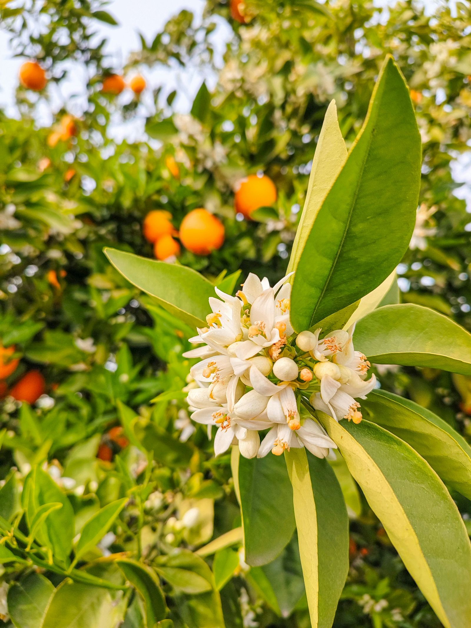 A cluster of white orange blossom on a citrus branch, with ripe oranges on the tree behind it