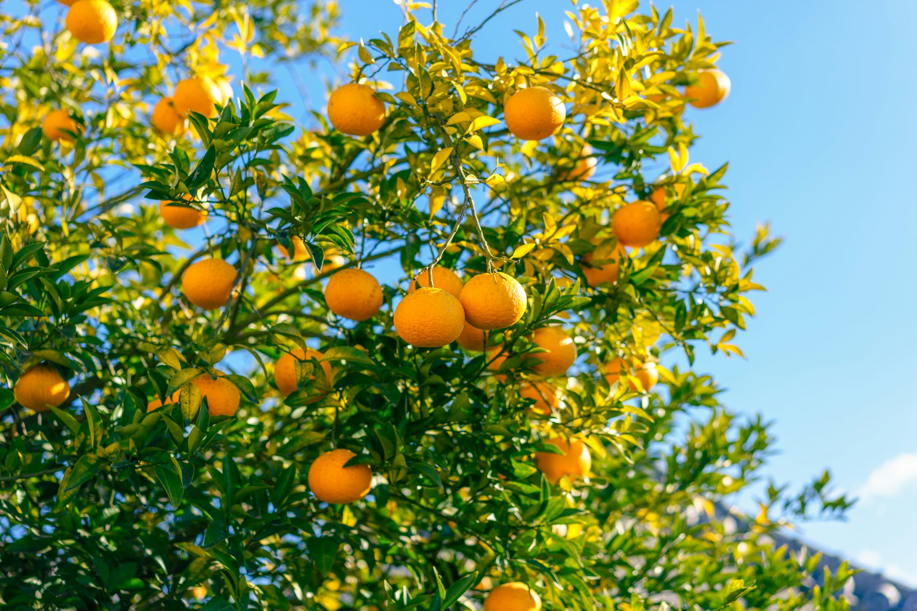 Oranges ripening
